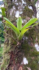 Bromeliaceae