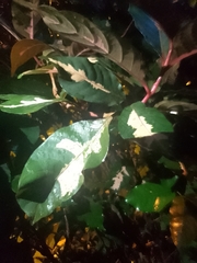 Graptophyllum
