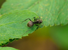 Camponotus novogranadensis