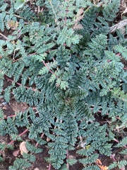 Erodium cicutarium