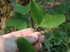 Decaloba