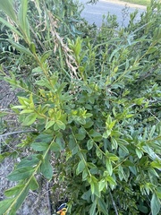 Rhododendron dauricum