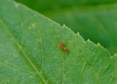 Wasmannia auropunctata