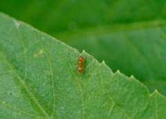 Wasmannia auropunctata