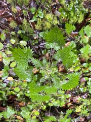 Urtica sykesii