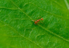Wasmannia auropunctata
