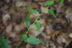 Cardamine bulbifera