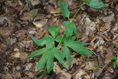 Cardamine bulbifera