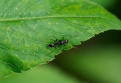 Camponotus sexguttatus