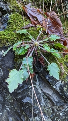 Heuchera micrantha