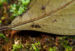 Nylanderia steinheili