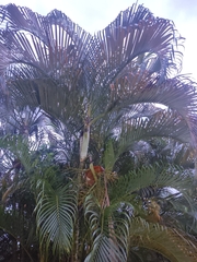 Dypsis lutescens