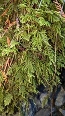 Kindbergia oregana