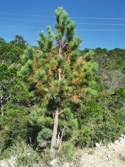 Pinus teocote