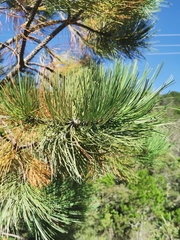 Pinus teocote