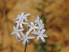 Leucocoryne ixioides