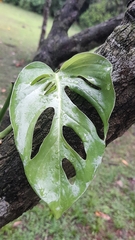 Monstera obliqua