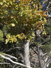 Quercus laceyi