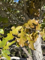 Quercus laceyi