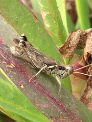 Melanoplus cinereus