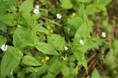 Stellaria nemorum