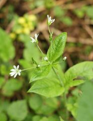 Stellaria nemorum