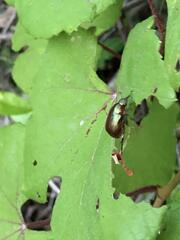 Callistethus marginatus