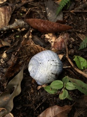 Lactarius indigo