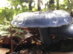 Lactarius indigo
