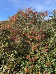 Frangula californica