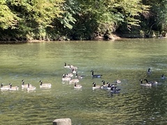 Branta canadensis