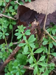 Galium aparine
