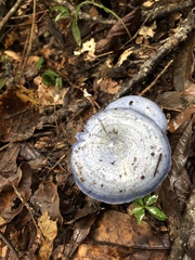 Lactarius indigo