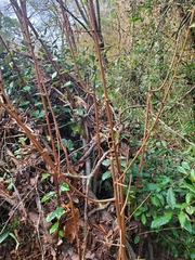 Elaeagnus pungens