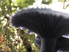 Lactarius indigo