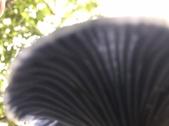 Lactarius indigo
