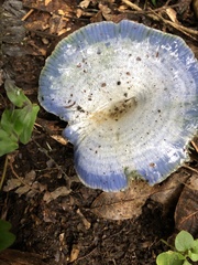 Lactarius indigo