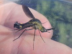 Lepidophora lepidocera