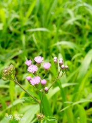 Cyanthillium cinereum