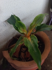 Cryptanthus