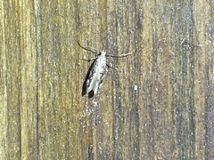 Coleotechnites florae