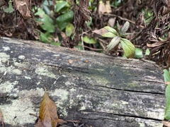 Dacrymyces stillatus