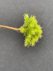 Dendroligotrichum