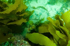 Notolabrus parilus
