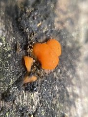 Dacrymyces stillatus
