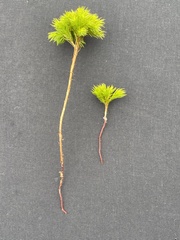 Dendroligotrichum