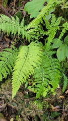 Asplenium bulbiferum