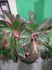 Aglaonema commutatum