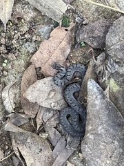 Storeria storerioides