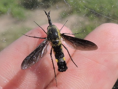 Lepidophora lepidocera